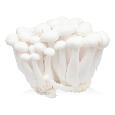 Taze mantarlar izole edilmiş beyaz arka plan