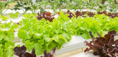 Organik hidroponik salata sebze çiftliği, sağlıklı beslenme. Fotoğraf: Cep telefonu. 