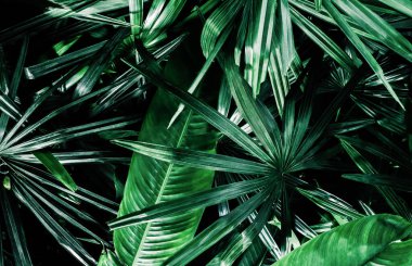 Yeşil yaprak desenli üst görünüm palmiye yaprakları arkaplan yeşil kavram, metin için boşluk kopyala