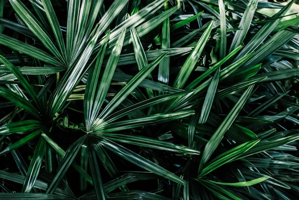 Tropical Hojas Palmera Follaje Verde Naturaleza Textura Fondo — Foto de Stock