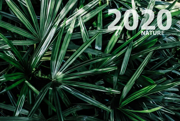 2020 Boldog Évet Koncepció Természet Környezet Üzleti Szimbólum Zöld Levél — Stock Fotó