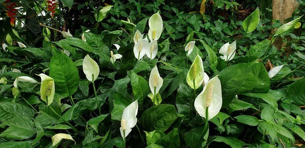 Lys Paix Fraîche Blanc Spathiphyllum Est Une Plante Ornementale Populaire — Photo