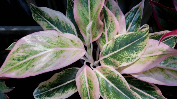 Pembe ve yeşil Aglaonema veya Çin Evergreen süs bitkileri
