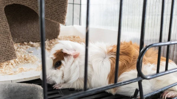 The brown and white gatsby of rat are cute pets in the cage.