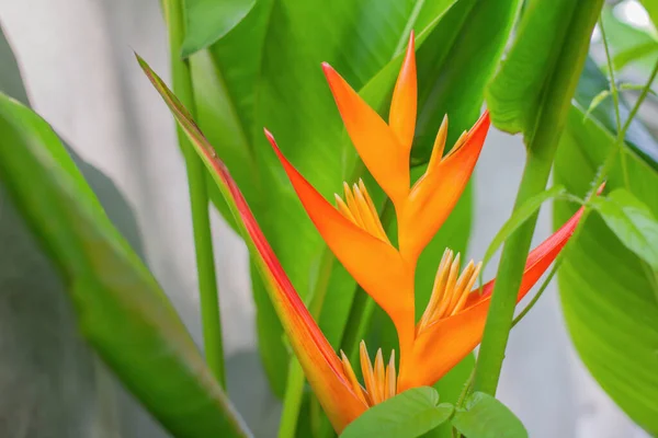 Cennet Kuşu Güzel Egzotik Çiçekler Doğa Arkaplanı — Stok fotoğraf