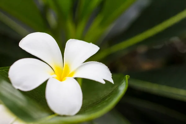 Bahçede Beyaz Frangipani Çiçekleri — Stok fotoğraf