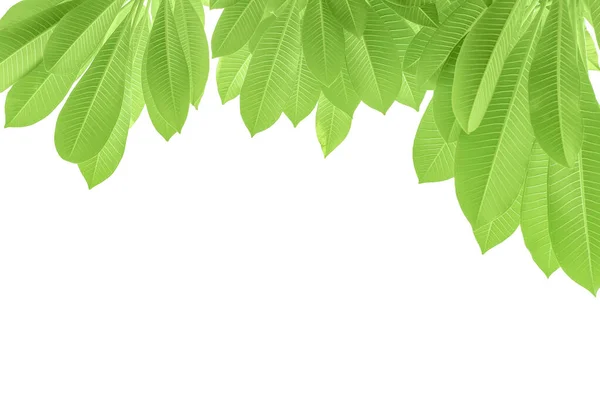Зеленые Листья Frangipani Красивые Рамки Естественного Копирования Пространство Изолированный Белый — стоковое фото