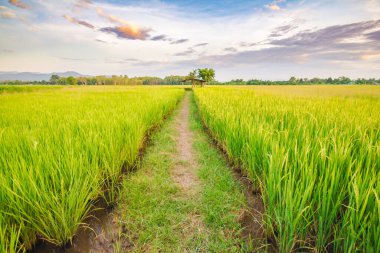 Güneş ışığı ve mavi gökyüzü ile yeşil alanlar, dağlar ve ağaçlar. Güzel doğa.