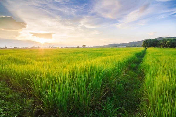 Güneş ışığı ve mavi gökyüzü ile yeşil alanlar, dağlar ve ağaçlar. Güzel doğa.