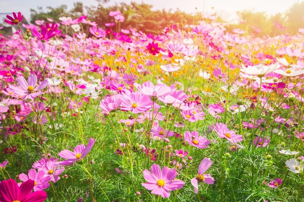 Ροζ Λουλούδι Ομάδα Όμορφη Στον Κήπο Μπλε Ουρανό Φύση Φόντο — Φωτογραφία Αρχείου