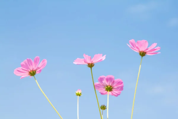 Ροζ Ομάδα Λουλουδιών Σύμπαν Όμορφο Μπλε Ουρανό Φύση Φόντο — Φωτογραφία Αρχείου