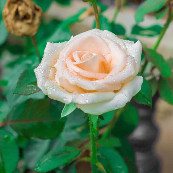 Bella Rosa Rosa Giorno Amore Fiori Romantici Sullo Sfondo Del — Foto Stock