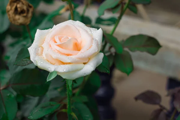 Bella Rosa Rosa Giorno Amore Fiori Romantici Giardino Copia Spazio — Foto Stock