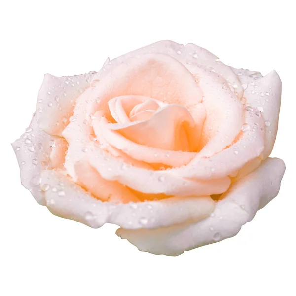 Rosa Rosa Dia Dos Namorados Amor Isolado Fundo Branco — Fotografia de Stock