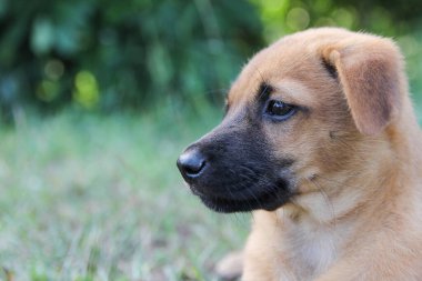  Güzel kahverengi köpek yavrusu üzgün, gözleri çimlerin üzerinde köpek portresi. Metin için alanı kopyala