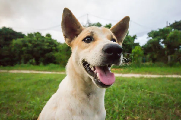 Köpek Açık Havada Yeşil Çimenlerin Üzerinde — Stok fotoğraf