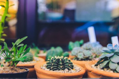 Asgari yaratıcı natürmort kaktüs tropikal arka plan modern sanat, instagram tarzı filtre fotoğraf vintage ton