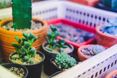 Asgari yaratıcı natürmort kaktüs tropikal arka plan modern sanat, instagram tarzı filtre fotoğraf vintage ton