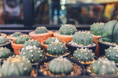 Asgari yaratıcı natürmort kaktüs tropikal arka plan modern sanat, instagram tarzı filtre fotoğraf vintage ton