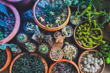 Üst Manzara. Asgari yaratıcı natürmort kaktüs tropikal arka plan modern sanat, instagram tarzı filtre fotoğraf vintage ton