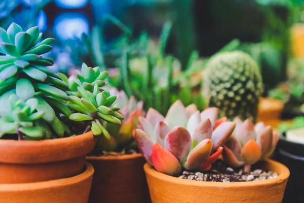 Yumuşak odaklanma ve Görüntü. Asgari yaratıcı natürmort kaktüs tropikal arka plan modern sanat, instagram tarzı filtre fotoğraf vintage ton