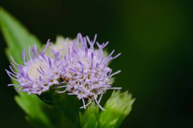 Güneşli bir bahçede narin mor çiçekler açar. Canlı yaprakları, gür yeşillikleri ve renkli doğal manzaraları..