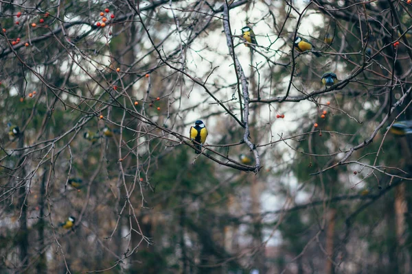 Tits Branches City Park Birds Arrived Bird Tit Center Frame — Foto de Stock