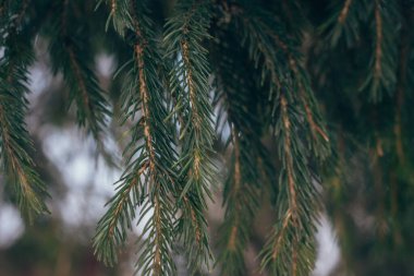 Ağaç dalları yakın plan. Arka plan bulanık. Yeşil ladin. Kozalaklı orman.