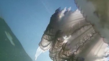 Medusa denizanası closeup yavaş yavaş deniz suda yüzen fry denizanası sayesinde güneş su ışınlarının yüzen bir zehirli denizanası altında gizleme