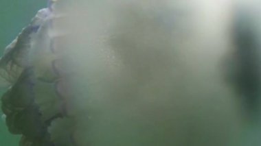 Medusa denizanası closeup yavaş yavaş deniz suda yüzen fry denizanası sayesinde güneş su ışınlarının yüzen bir zehirli denizanası altında gizleme