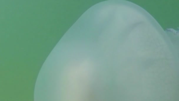 Méduse méduses gros plan flotte lentement dans l'eau de mer, les alevins se cachant sous une méduse toxique flottant dans les rayons de l'eau du soleil à travers les méduses 