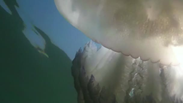 Méduse méduses gros plan flotte lentement dans l'eau de mer, les alevins se cachant sous une méduse toxique flottant dans les rayons de l'eau du soleil à travers les méduses — Video