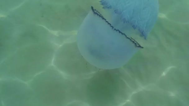 Medusa kwallen close-up langzaam drijft in zeewater, fry verstopt onder een giftige kwallen drijvend in het water stralen van de zon, via de kwal — Stockvideo