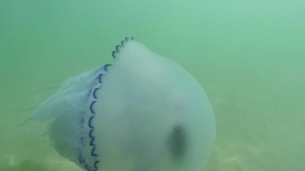 Medusa kwallen close-up langzaam drijft in zeewater, fry verstopt onder een giftige kwallen drijvend in het water stralen van de zon, via de kwal — Stockvideo