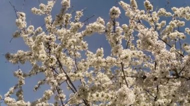 Meyve ağaçları, kiraz çiçek açması ve kiraz çiçekleri kiraz çiçekleri mavi gökyüzüne sayesinde güneş arılar çiçekler etrafında uçan