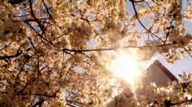 Meyve ağaçları, kiraz çiçek açması ve kiraz çiçekleri kiraz çiçekleri mavi gökyüzüne sayesinde güneş arılar çiçekler etrafında uçan