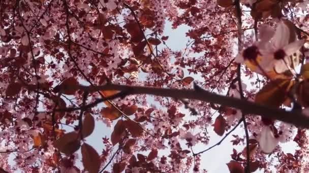 果物の木、桜の花と桜の花を桜の花が青い空を介して太陽蜂花の周りを飛んで — ストック動画