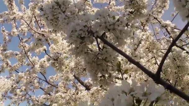 果物の木、桜の花と桜の花を桜の花が青い空を介して太陽蜂花の周りを飛んで — ストック動画