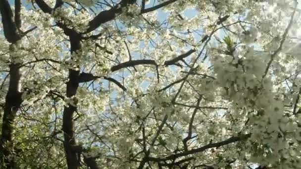 과일 나무, 벚꽃을 꽃 고 비행 꿀벌 꽃 주위 벚꽃 꽃 통해 벚꽃 꽃 푸른 하늘을 통해 태양 — 비디오