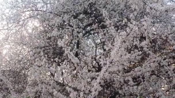 Árboles frutales florecientes, cerezos y abejas voladoras alrededor de las flores el sol a través de las flores de cerezo cielo azul a través de las flores de cerezo — Vídeos de Stock