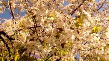 Meyve ağaçları, kiraz çiçek açması ve kiraz çiçekleri kiraz çiçekleri mavi gökyüzüne sayesinde güneş arılar çiçekler etrafında uçan