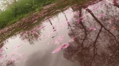 Sakura City yağmurdan sonra azıyorum düşen yapraklar