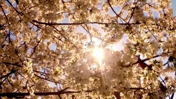 Árboles frutales florecientes, cerezos y abejas voladoras alrededor de las flores el sol a través de las flores de cerezo cielo azul a través de las flores de cerezo — Vídeo de stock