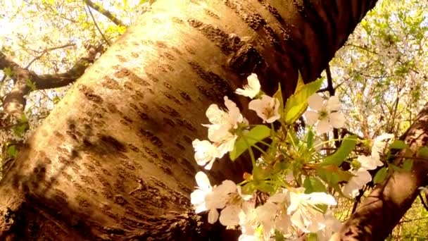 Blühende Obstbäume, Kirschen und fliegende Bienen um die Blumen herum die Sonne durch die Kirschblüten blauer Himmel durch die Kirschblüten — Stockvideo