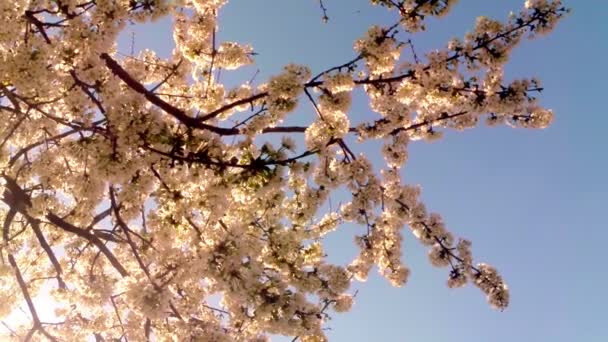 Floração árvores frutíferas, cereja e abelhas voadoras em torno das flores o sol através das flores de cereja céu azul através das flores de cereja — Vídeo de Stock