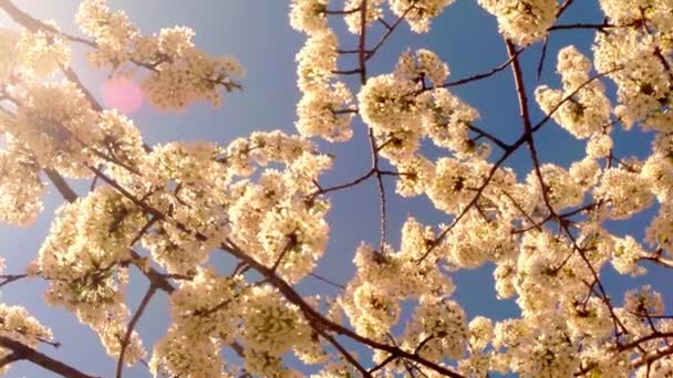Цветущие фруктовые деревья, вишня и летающие пчелы вокруг цветов солнце через вишневые цветы голубое небо через вишневые цветы — стоковое видео
