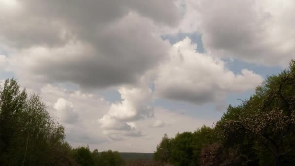 Wilde appel bloesem bovenop een kleine berg in de bergbos — Stockvideo