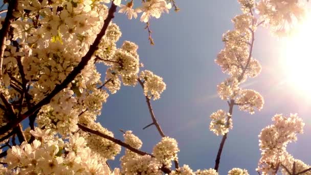 Квітучі фруктові дерева, вишня і літаючі бджоли навколо квітів сонце крізь вишневі квіти блакитне небо крізь вишневі квіти — стокове відео