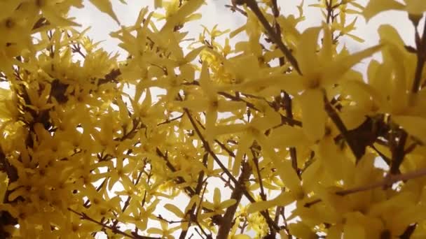 Gula blommor på nära håll blommande gula buskar — Stockvideo