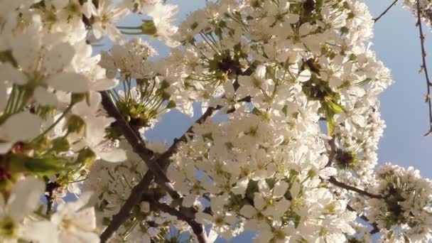 Blossoming fruit trees, cherry and flying bees around the flowers the sun through the cherry flowers blue sky through the cherry flowers — Stock Video